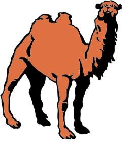 Camel