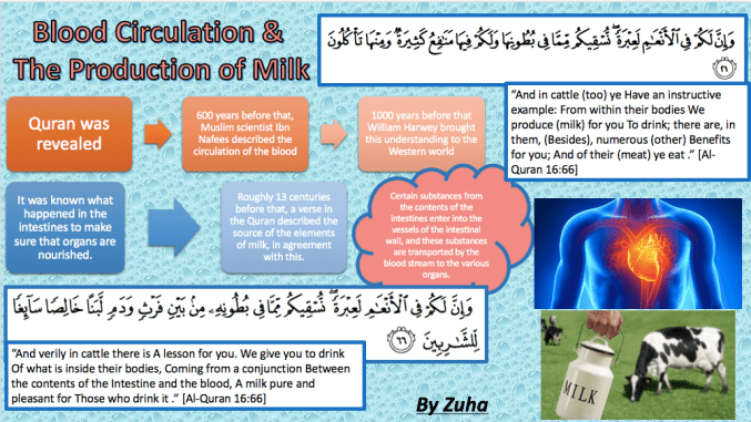 Blood circulationproduction of milk poster-Zuha